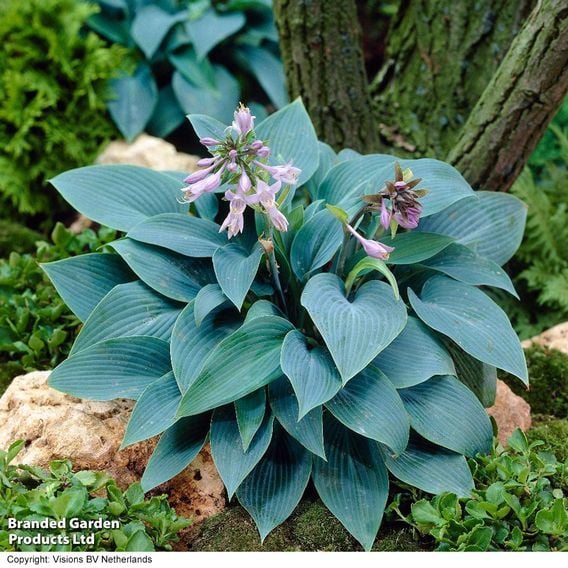 Hosta Snail Resistant Collection