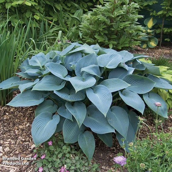 Hosta Snail Resistant Collection