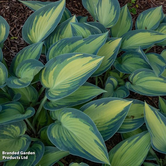 Hosta 'June'
