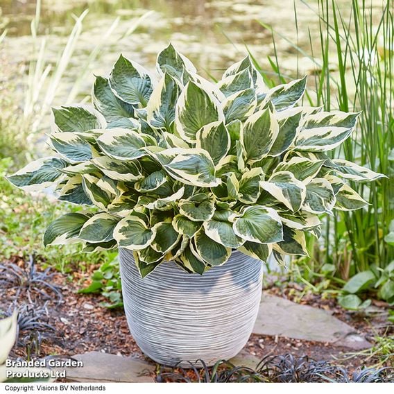 Hosta Snail Resistant Collection