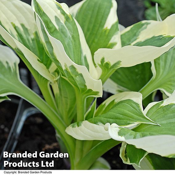 Hosta 'Minuteman'