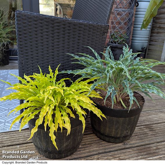 Hosta Party Duo