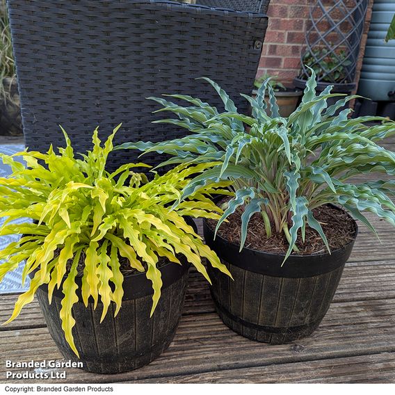 Hosta Party Duo