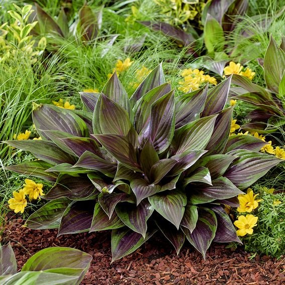 Hosta 'Red Ninja'