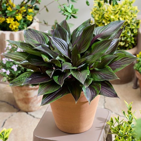 Hosta 'Red Ninja'