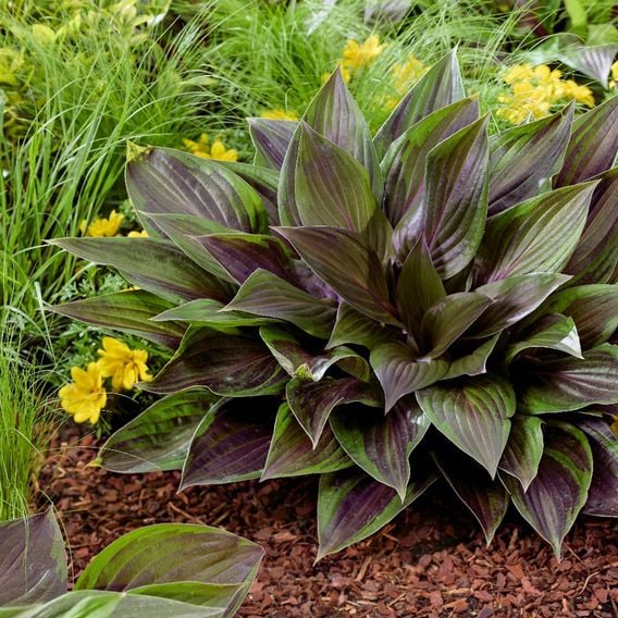 Hosta 'Red Ninja'