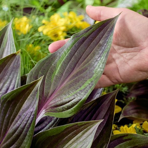 Hosta 'Red Ninja'