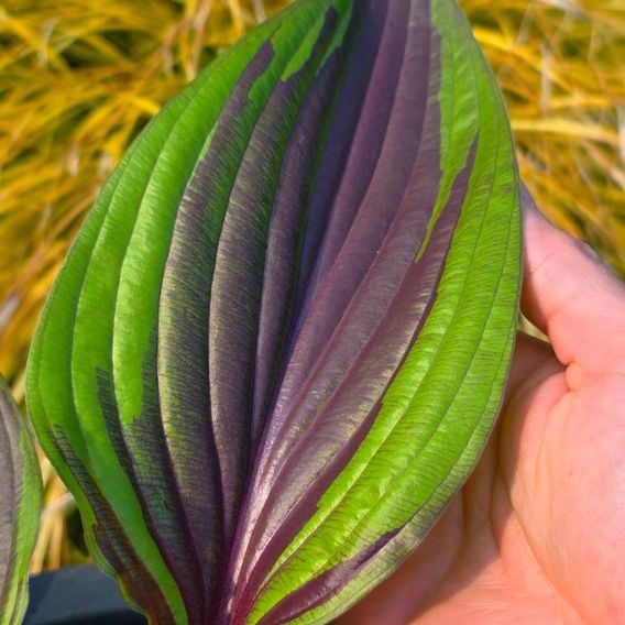 Hosta 'Red Ninja'