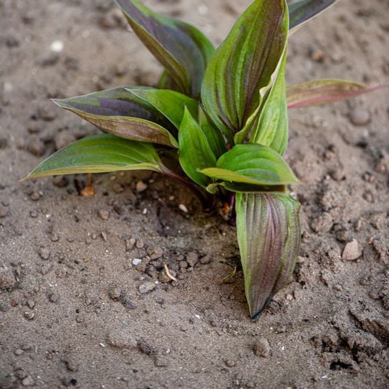 Hosta 'Red Ninja'