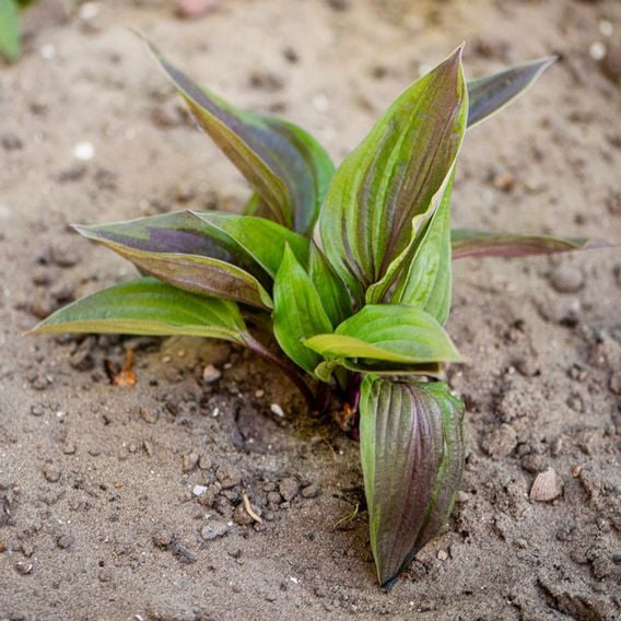 Hosta 'Red Ninja'