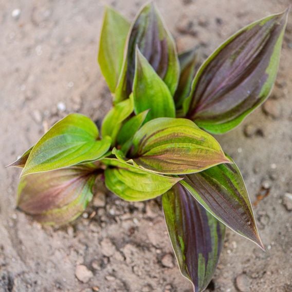 Hosta 'Red Ninja'
