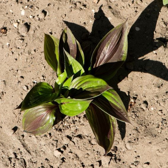 Hosta 'Red Ninja'