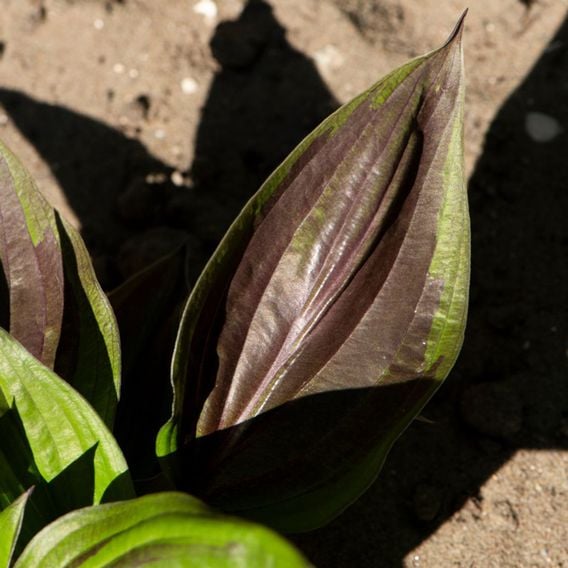 Hosta 'Red Ninja'
