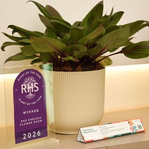 Hosta 'Red Ninja'