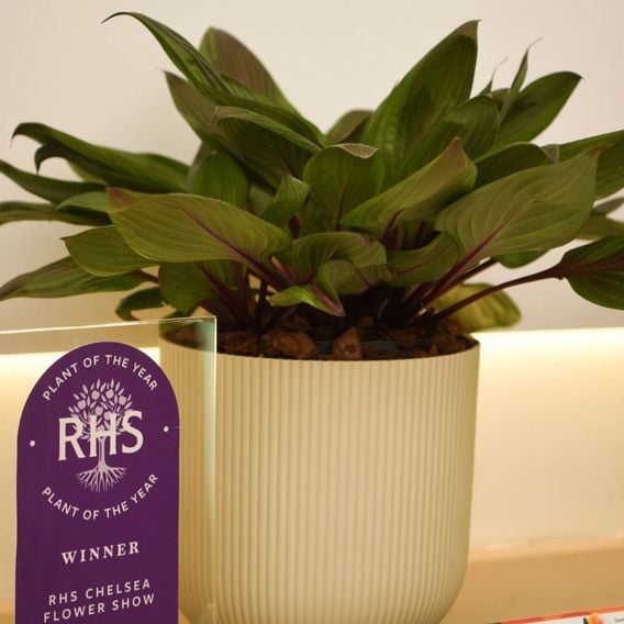 Hosta 'Red Ninja'