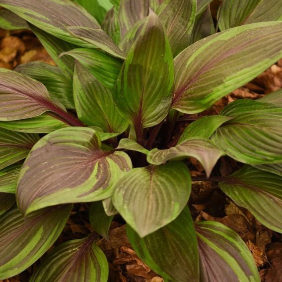 Hosta 'Red Ninja'