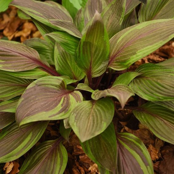 Hosta 'Red Ninja'