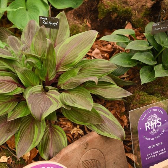 Hosta 'Red Ninja'