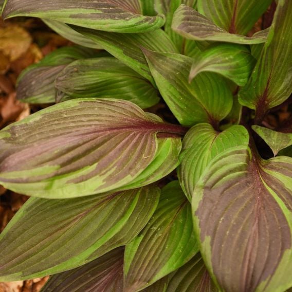 Hosta 'Red Ninja'