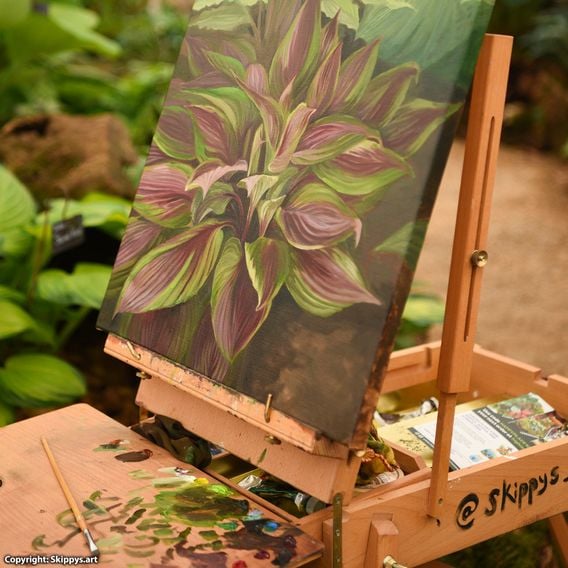 Hosta 'Red Ninja'