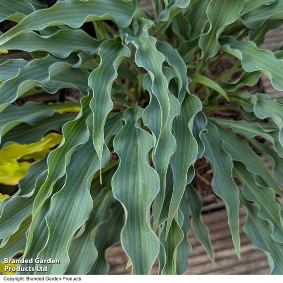 Hosta 'Silly String'