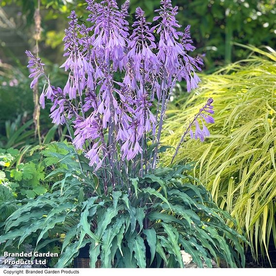 Hosta 'Silly String'