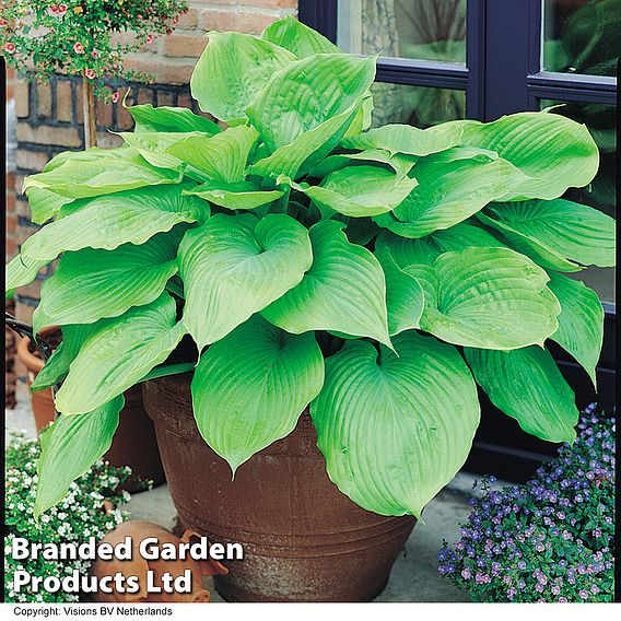 Hosta 'Sum and Substance'