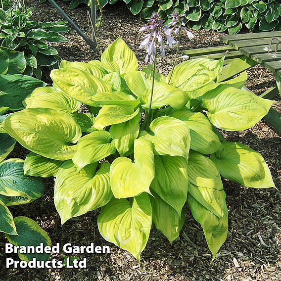 Hosta 'Sum and Substance'