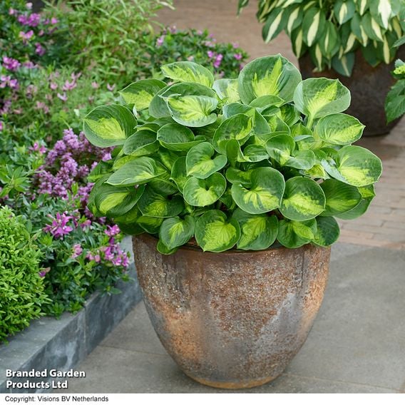 Hosta Snail Resistant Collection