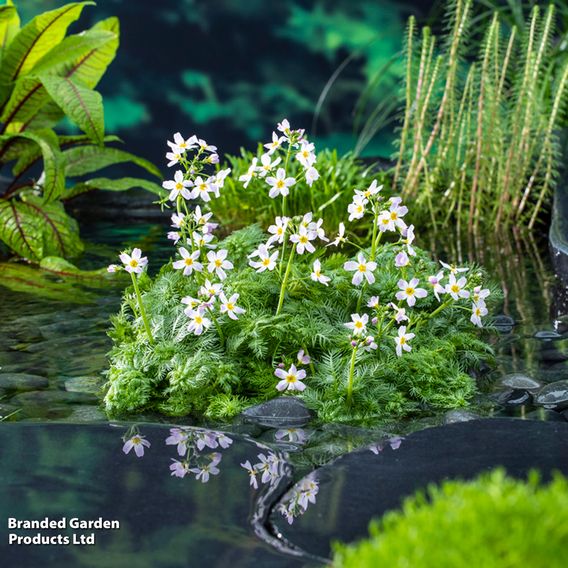 Hottonia palustris (Oxygenating Aquatic)