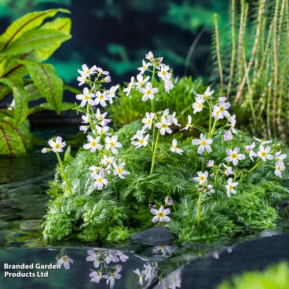 Hottonia palustris (Oxygenating Aquatic)