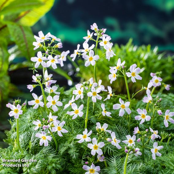 Hottonia palustris (Oxygenating Aquatic)