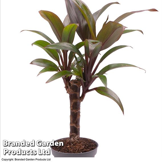 Houseplant Tropical Mix