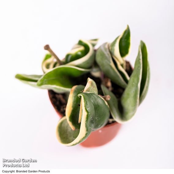 Hoya carnosa 'Compacta Variegated'