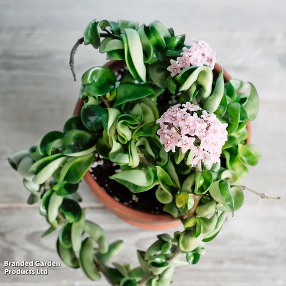Hoya carnosa 'Compacta'