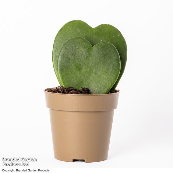 Hoya kerrii 'Double Leaf'