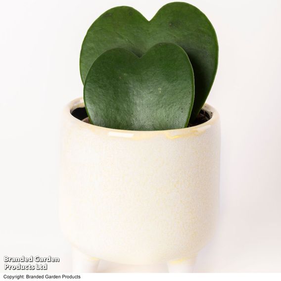 Hoya kerrii 'Double Leaf'