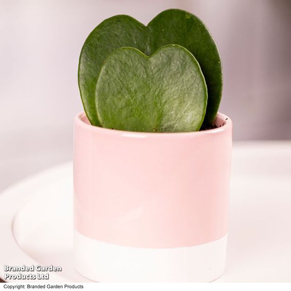 Hoya kerrii 'Double Leaf'