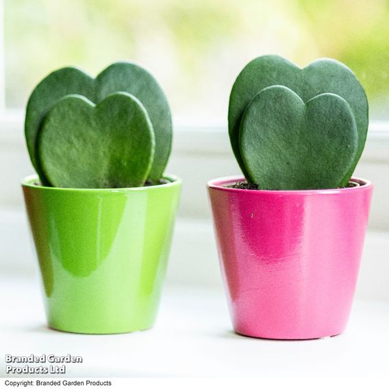 Hoya kerrii 'Double Leaf'