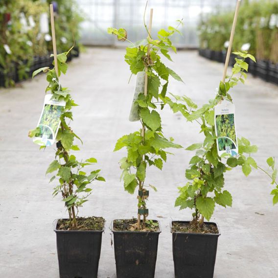 Humulus lupulus 'Aureus'