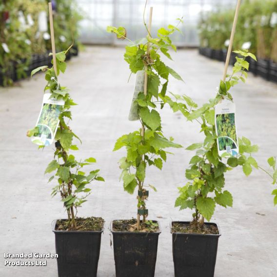Humulus lupulus 'Aureus'