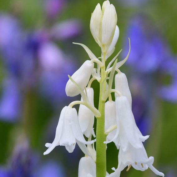 Bluebell 'White'
