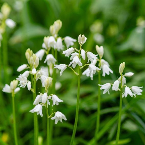 Bluebell 'White'