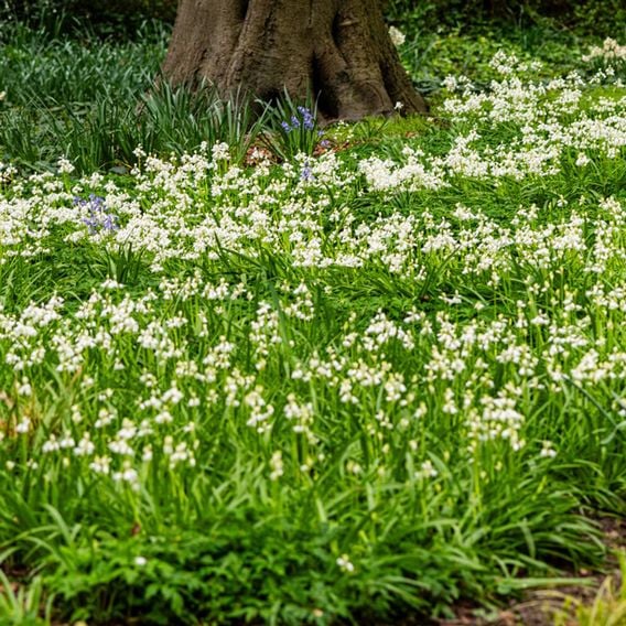 Bluebell 'White'