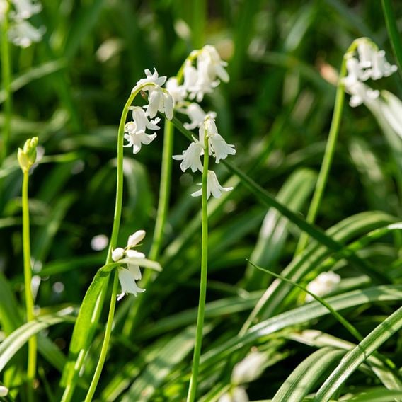 Bluebell 'White'