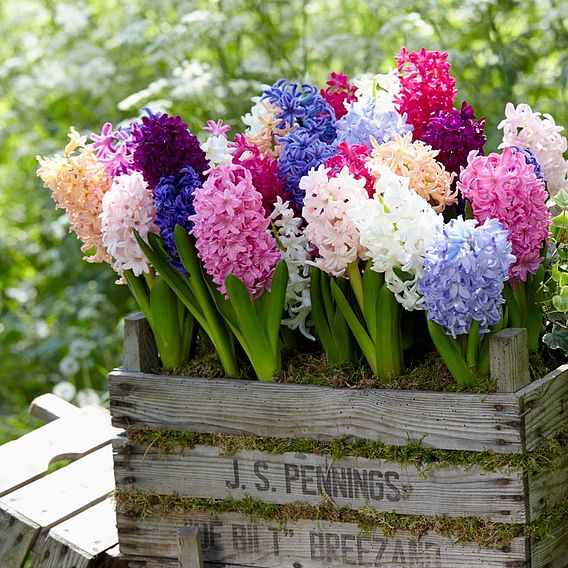 Hyacinth Breeders Selection