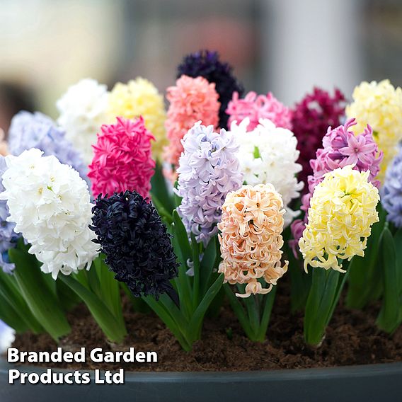 Hyacinth Breeders Selection