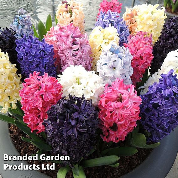 Hyacinth Breeders Selection