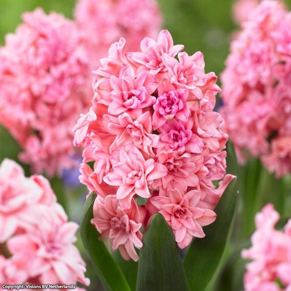 Hyacinth 'Spring Beauty'