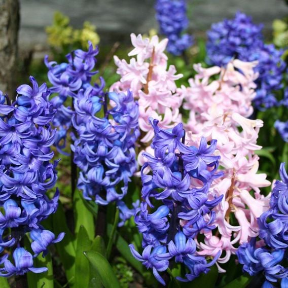 Hyacinth 'Value Mixed'